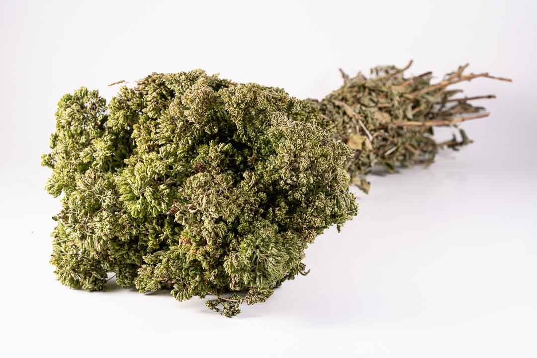 Origano a mazzi
